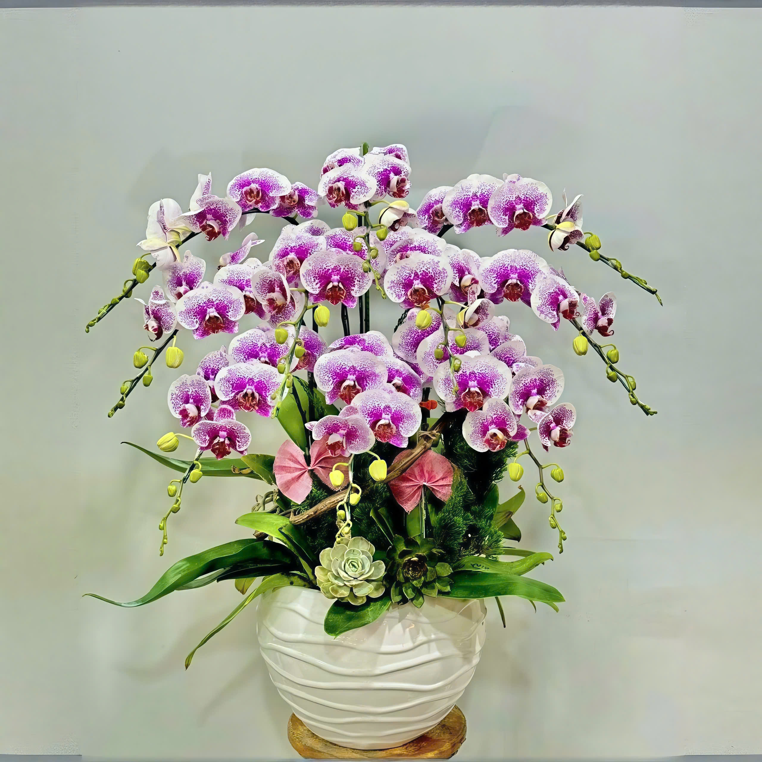 Lan hồ điệp màu chấm pháp 10 cành - DB119